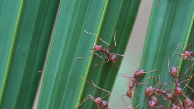 Red ants or fire ants on green palm leaf, island Koh Phangan, Thailand, macro, close up