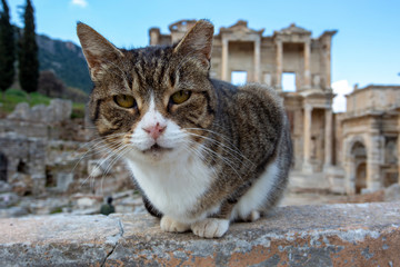 Ephesus historical ancient city and cat. Izmir / Turkey