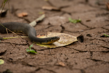 snake