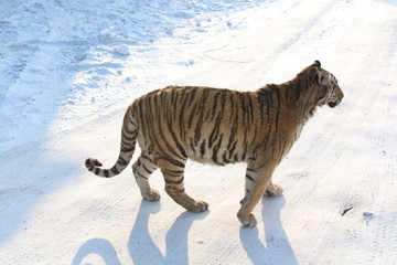tiger