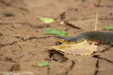 snake