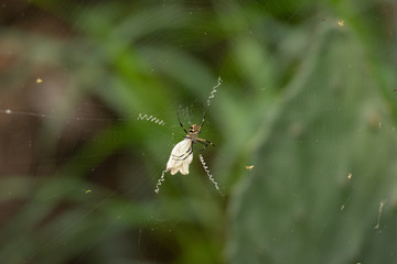 spider
