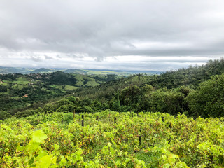  Top view of the vineyards in the mountain during cloudy raining season. Grapevines in the green hills. Vineyards for making wine grown in the valleys on rainy days and fog blowing through.