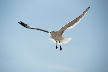 gull