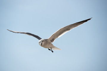 gull
