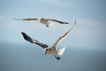 gull