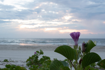 Fototapeta premium beach