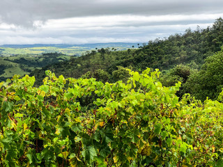 Fototapeta na wymiar Top view of the vineyards in the mountain during cloudy raining season. Grapevines in the green hills. Vineyards for making wine grown in the valleys on rainy days and fog blowing through.
