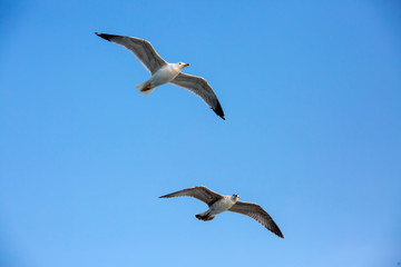  Seagull flying in a sky as a background