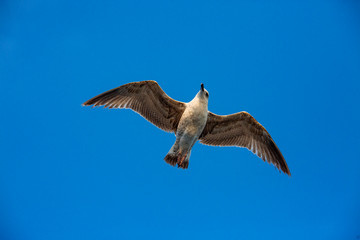  Seagull flying in a sky as a background