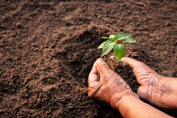 Old hand planting sprout on soil.
