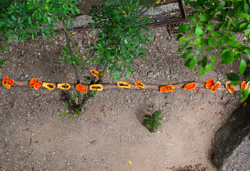 papaya on  floor for the birds.