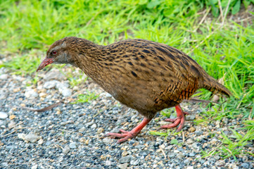 キイウイ、South Island New Zealand
