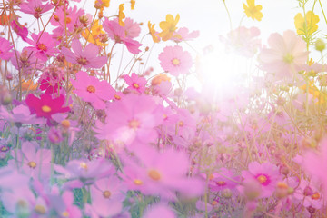 Obraz na płótnie Canvas Beautiful pink and colorful pastel flower fieldbackground