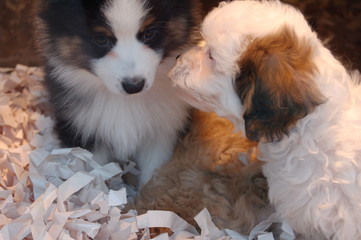 two puppy dogs in the window