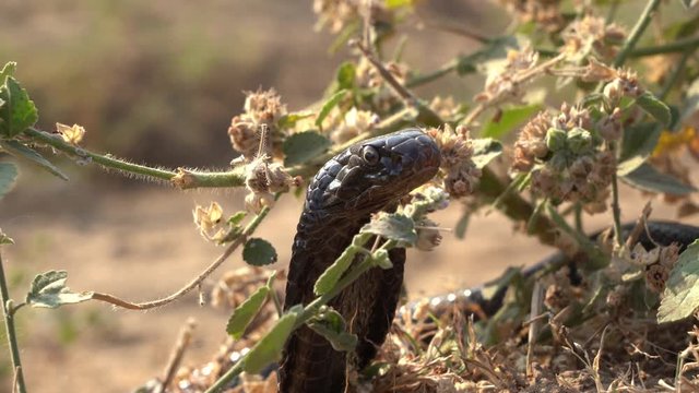 Indian cobra in Pushkar, India. Cobra snake close up portrait.