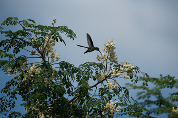 bird