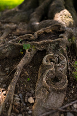Tree Roots along the Forest Floors