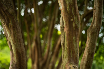 Trees