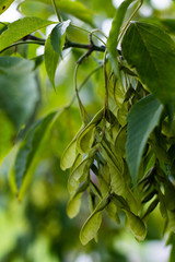 Close Up of Green Leaves