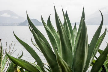 Obraz premium Italy, Varenna, Lake Como, a close up of a green plant