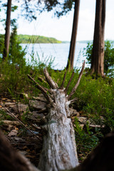 Old Tree Trunk Laying on the Forest Floor