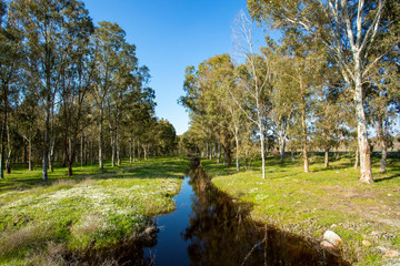 Photo nature rural landscape with eucalyptus forest, Izmir / Turkey