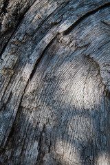 Close Up of Tree Trunk