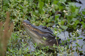 alligator