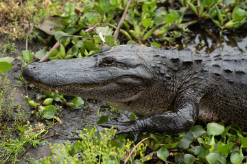 alligator