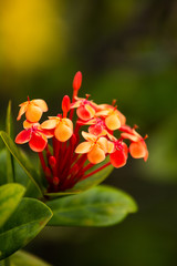 Red/orange flowers