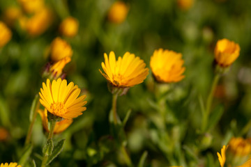 Beautiful spring flowers of spring ; Calendula arvensis