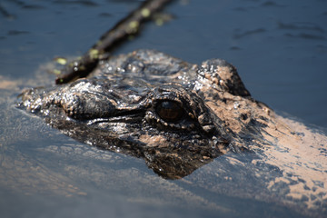 Obraz premium alligator