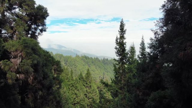 Aerial drone shot of forest and mountains in Xitou Nature Education area in Taiwan with camera moving between trees