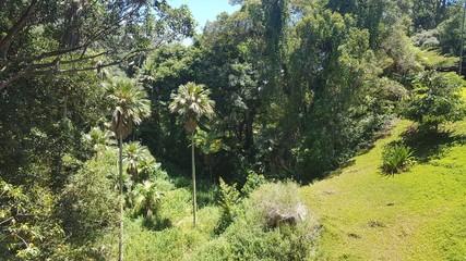 Fototapeta premium trees in the forest