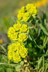 Wild flower plant in nature (latin name: Euphorbia helioscopia)