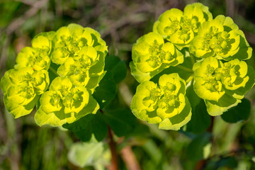 Obraz premium Wild flower plant in nature (latin name: Euphorbia helioscopia)