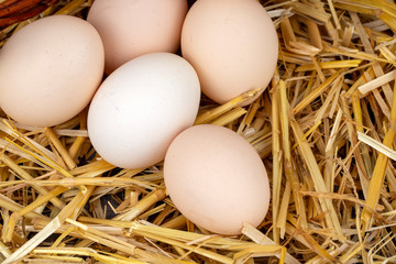 Raw eggs in dry straw. Food concept photo.