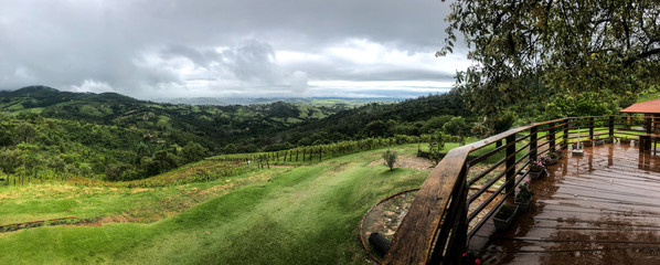 Panoramic view of the vineyards in the mountain during cloudy raining season. Grapevines in the...