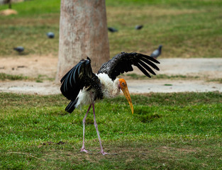 Black stork  in Thailand  Stork in open zoo of Thailand.