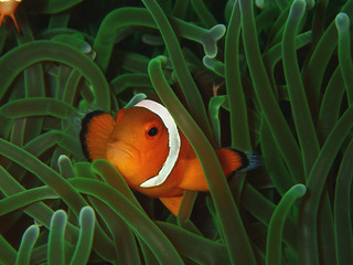 Closeup with anemone fish or western clown fish in underwater world diving in Borneo. Sabah.     