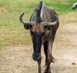 Close up wildebeest in the open zoo, wildebeest in Thailand.