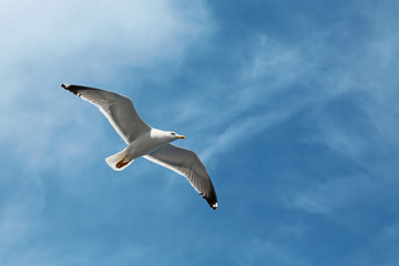 Obraz premium Seagull flying in the sky