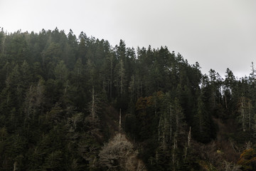 forest in fog