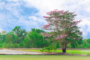 Tabebuia rosea blossom with rice field background,copy space.