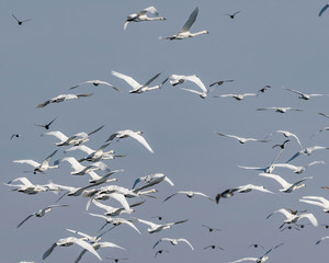 Fototapeta premium Tundra Swans