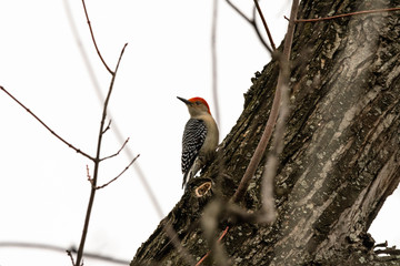 woodpecker on tree
