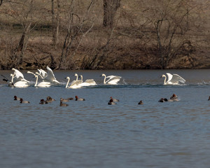 Tundra Swans