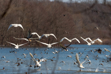 Tundra Swans