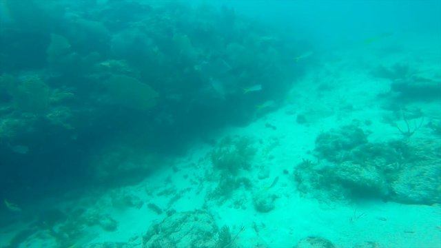 deep sea corals and fish in miami florida